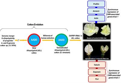 Concomitant Expression Evolution of Cell Wall Cytoskeletal Geneic Triad(s) Controls Floral Organ Shape and Fiber Emergence in Cotton (Gossypium)